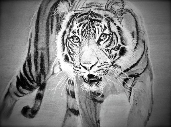 Тигр рисунок