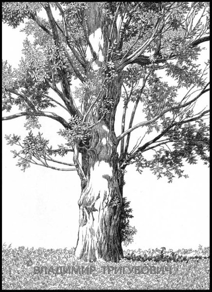 Тополь карандашом