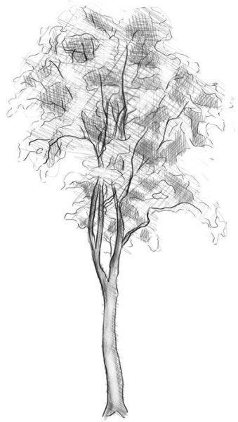 Зарисовки деревьев Тополь