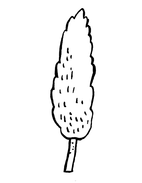 Осина рисунок карандашом