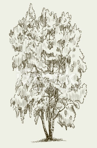 Поэтапное рисование тополя