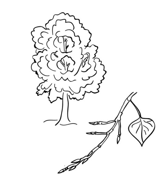 Дерево Тополь раскраска для детей