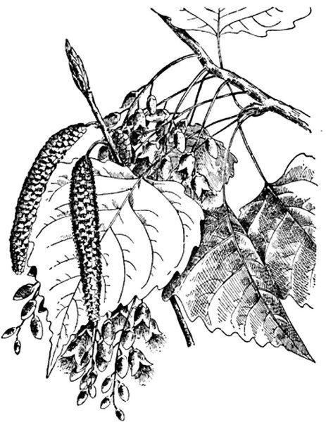 Тополь раскраска для детей