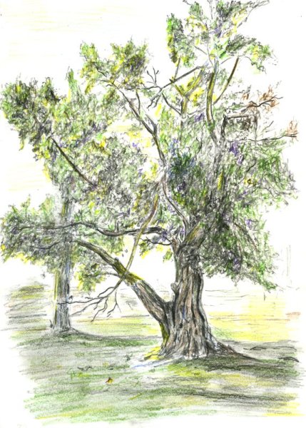 Раскраска осина дерево