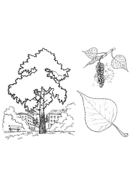 Набросок дерева Тополь