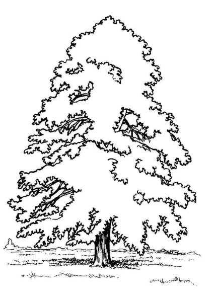 Рисования листьев (берёза, липа).