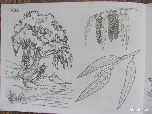 Берёза рисунок карандашом