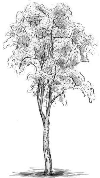 Тополь эскиз