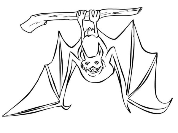 Разукрашки летучие мыши