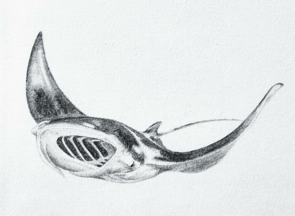 Набросок карандашом скаты
