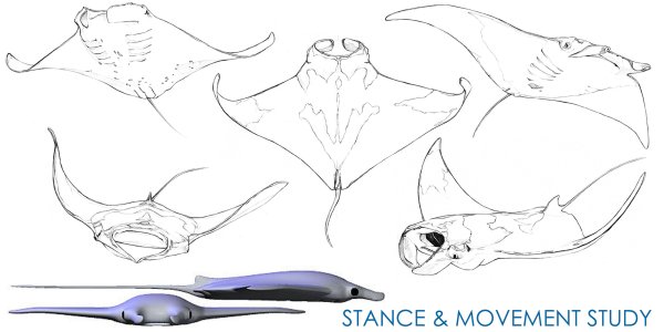 Скат Манта анатомия