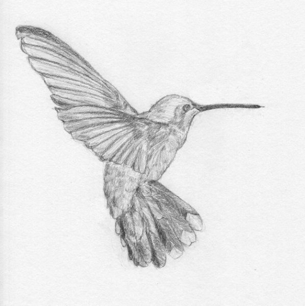Набросок Колибри карандашом