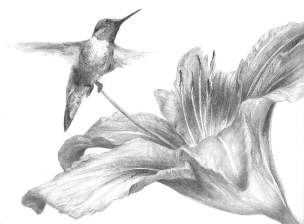 Колибри эскиз карандашом