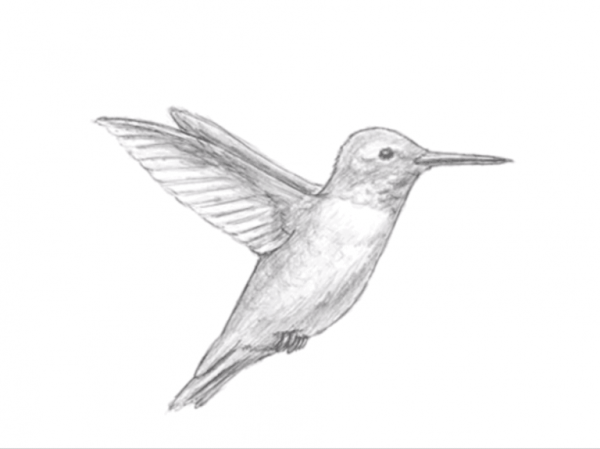 Птичка Колибри рисунок легкий