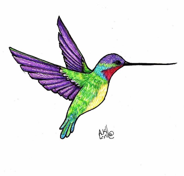 Рисунок Колибри для срисовки