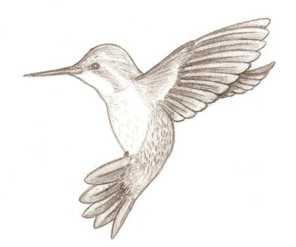 Колибри карандашом