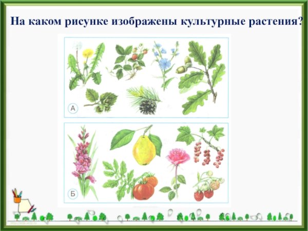 Рисунок дикорастущего и культурного растения