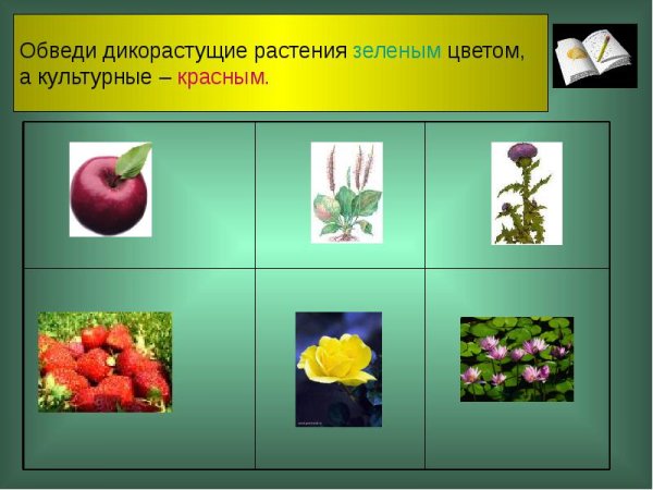Дикорастущие и культурные растения задания
