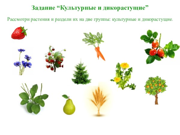 Раскраска культурные и дикорастущие цветы