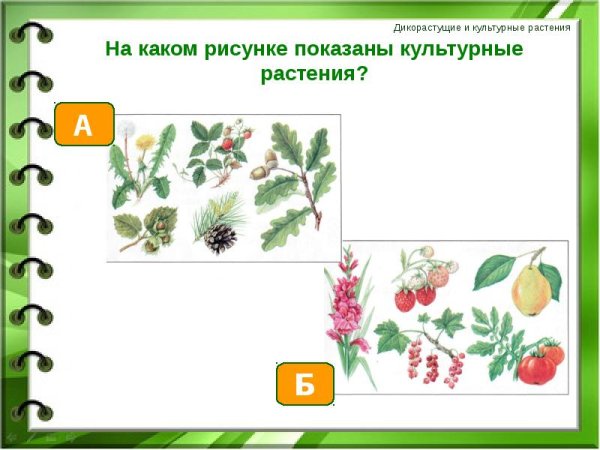 Дикие и культурные растения