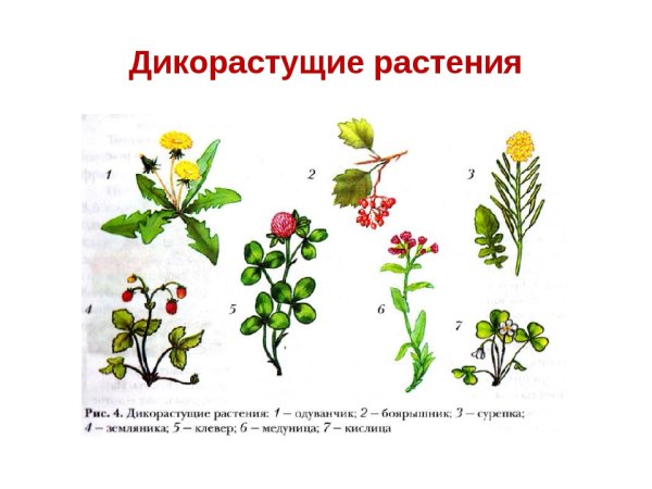 Дикорастущие растения и культурные растения