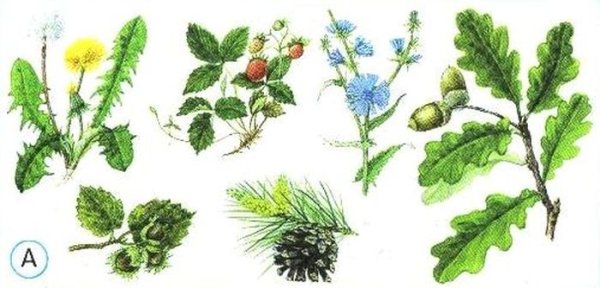 Дикорастущие цветковые растения