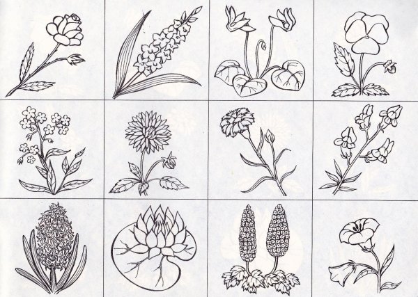 Дикорастущие и культурные растения окружающий мир рабочая тетрадь