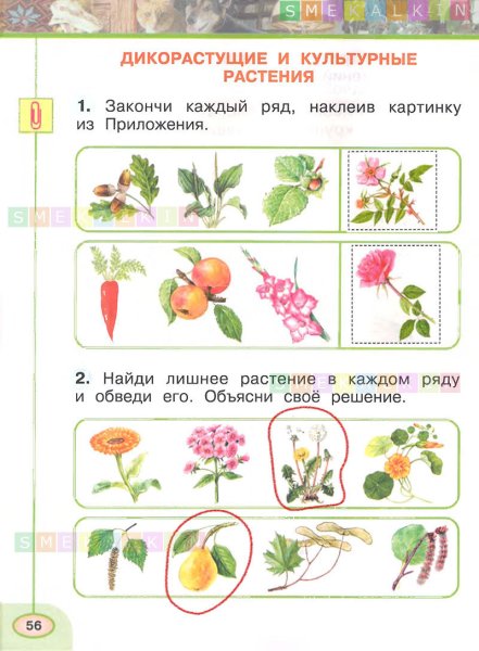 Задание ядовитые растения