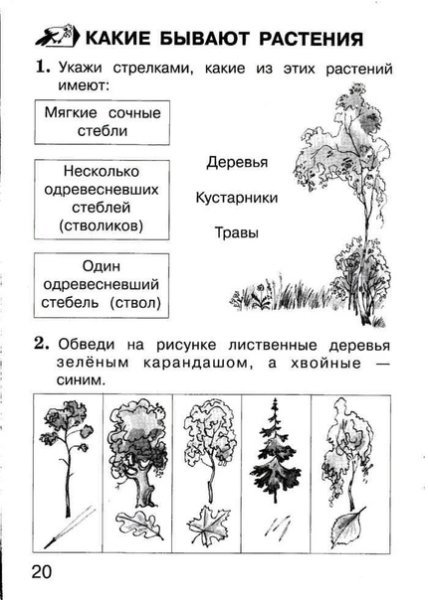 Культурное растение рисунок