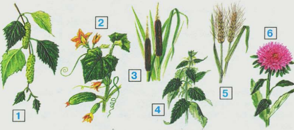 Многообразие культурных растений схема