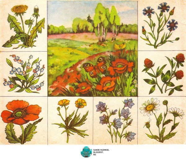 Растения задания для дошкольников