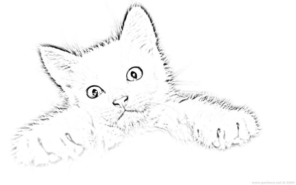 Кот рисунок