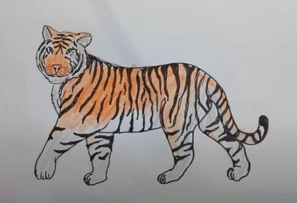 Уссурийский Амурский тигр раскраска