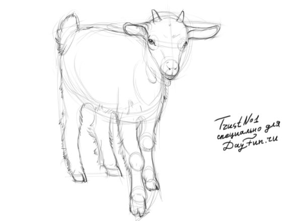 Карандашом козлят