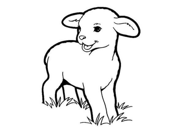 Нарисовать ягненка карандашом поэтапно