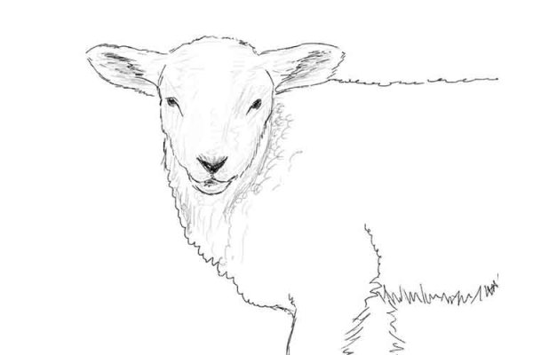 Коза раскраска