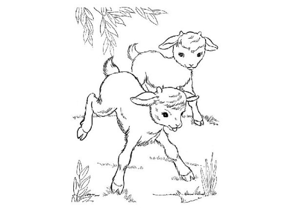 Как нарисовать козу поэтапно