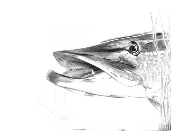 Щука раскраска для детей