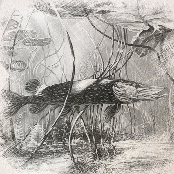 Щука картинка для детей раскраска