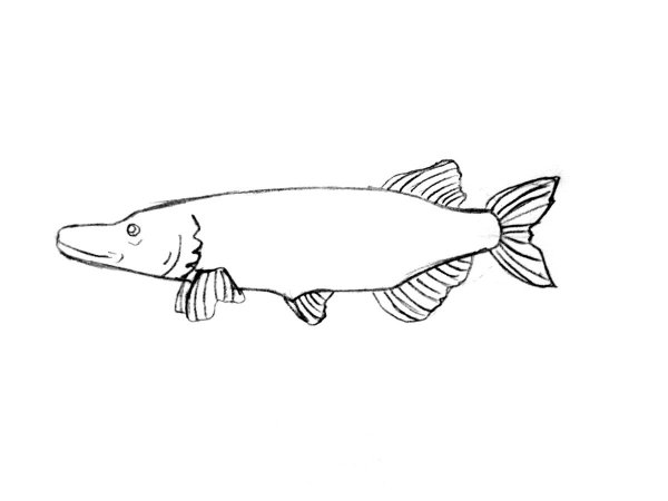 Наброски щуки