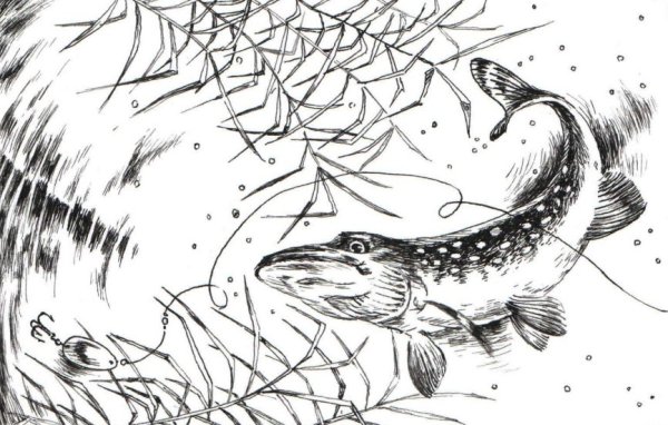 Щука раскраска для детей