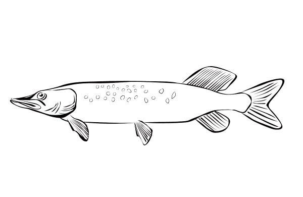 Щука для срисовки