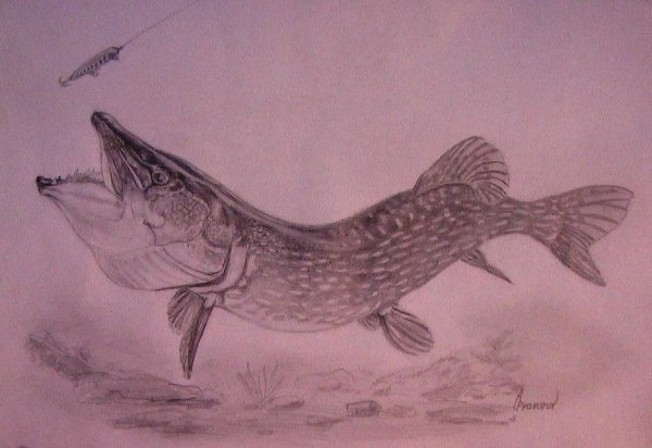Рисунки щуки для срисовки