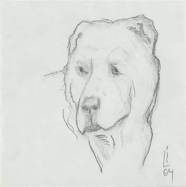 Среднеазиатская овчарка алабай для срисовки