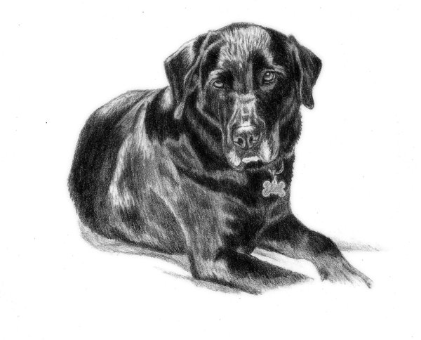 Собака алабай вектор