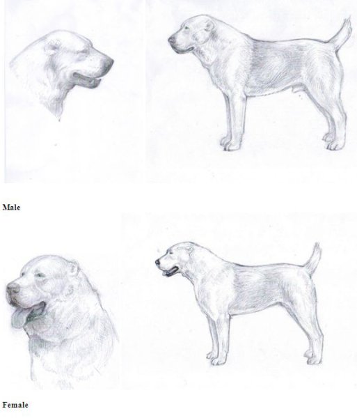 Раскраска алабай