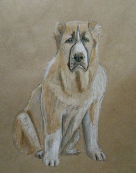 Силуэт среднеазиатской овчарки