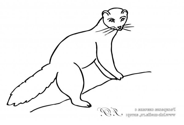 Раскраска куница для детей