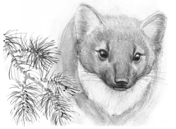 Куница морда