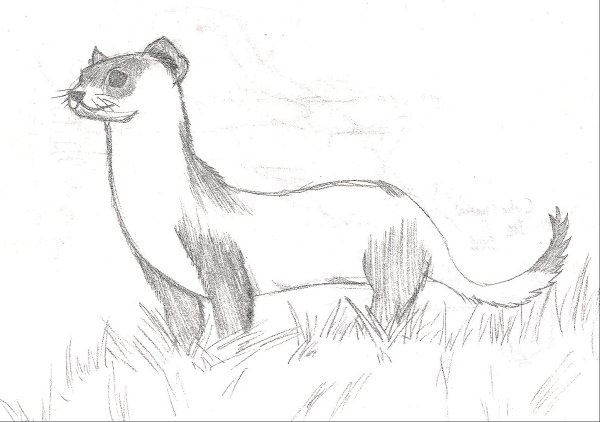 Куница схематично